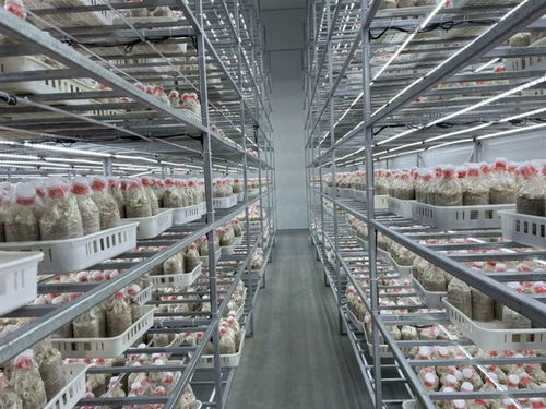 暑期三下鄉 小蘑菇釋放大 蘑 力,青春助力鄉村產業振興⑨